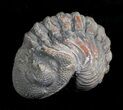 Enrolled Barrandeops (Phacops) Trilobite from Morocco #5081-1